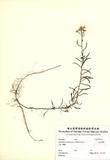 ԤBǦWGAnaphalis margorifacea (L.) Benth.& Hook . f.
