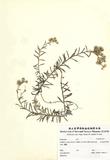 ԤBǦWGAnaphalis margaritacea (L.) Benth. & Hook.f. subsp morrisoni
