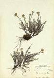 拉丁學名：<em>Leontopodium microphyllum Hayata</em>