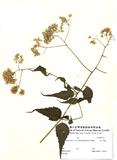 ԤBǦWGEupatorium chinense L. var. tozanense (Hayata) Kitamura