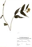 ԤBǦWGEupatorium chinense L. var. tozanense (Hayata) Kitamura