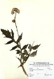 ԤBǦWGGynura japonica Juel var. flava (Hayata) Kitamura