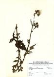 ԤBǦWGGynura japonica Juel var. flava (Hayata) Kitamura