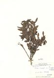ԤBǦWGBuxus microphyllaSieb. & Zucc. var.intermedia (Kanehira) Li