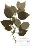 ԤBǦWGViburnum luzonicum Rolfe var. formosanum (Hance) Rehder