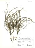ԤBǦWG<em>Casuarina equisetfolia L.</em>