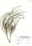 ԤBǦWG<em>Casuarina equisetfolia L.</em>