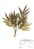拉丁學名：Mahonia japonica (Thunb.) DC.