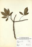 ԤBǦWGSchefflera octophylla (Lour.) Harms