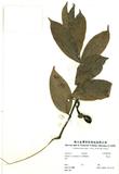 ԤBǦWGArtabotrys hexapetalus (L. f.) Bhandari