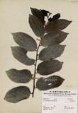 拉丁學名：Glochidion acuminatum Muell.-Arg.