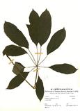 ԤBǦWGSchefflera octophylla (Lour) Harms