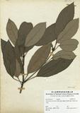 ԤBǦWGDaphniphyllum glaucescens Blume subsp. oldhamii (Hemsl.) Hua