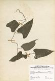 ԤBǦWGDioscorea japonica Thunb. var. pseudojaponica (Hayata) Yamam