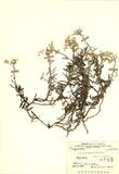 ԤBǦWGAnaphalis margaritacea (Linn.) Benth.& Hook.f.