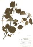 ԤBǦWGViburnum integrifolium Hayata