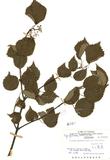 ԤBǦWGViburnum integrifolium Hayata