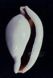 海兔螺（標編號本：FRIM00353）學名：Ovula ovum