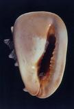 唐冠螺（標編號本：FRIM00364）學名：Cassis cornuta