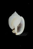 斑帶鬘螺（標編號本：FRIM00368）學名：Phalium bisulcatum