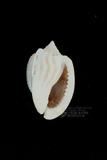 條紋鬘螺（標編號本：FRIM00371）學名：Phalium (Bezoardicella) flammiferum