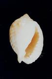 粗齒鶉螺（標編號本：FRIM00383）學名：Malea pomum