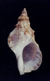 白法螺（標編號本：FRIM00402）學名：Charonia lampas saulae