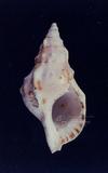 白法螺（標編號本：FRIM00404）學名：Charonia lampas saulae