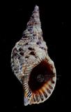 大法螺（標編號本：FRIM00405）學名：Charonia tritonis