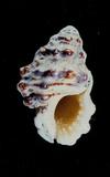 蟾蜍蛙螺（標編號本：FRIM00409）學名：Bursa bufonia