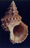 紅口蛙螺（標編號本：FRIM00412）學名：Tutufa bufo