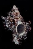 黑千手螺（標編號本：FRIM00415）學名：Chicoreus brunneus