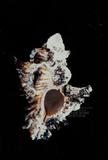 黑千手螺（標編號本：FRIM00425）學名：Chicoreus brunneus