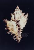 千手螺（標編號本：FRIM00426）學名：Chicoreus torrefactus