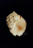 台灣岩螺（標編號本：FRIM00437）學名：Mancinella bufo