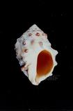 金絲岩螺（標編號本：FRIM00442）