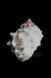 金絲岩螺（標編號本：FRIM00445）