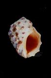 金絲岩螺（標編號本：FRIM00446）