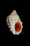金絲岩螺（標編號本：FRIM00451）