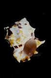 角岩螺（標編號本：FRIM00453）學名：Mancinella tuberosa