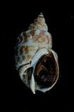 象牙鳳螺（標編號本：FRIM00455）學名：Babylonia areolata