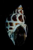 台灣鳳螺（標編號本：FRIM00467）學名：Babylonia formosae