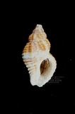 焦黃峨螺（標編號本：FRIM00469）學名：Pollia fumosus