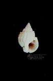 正織紋螺（標編號本：FRIM00473）學名：Niotha livescens