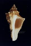 角香螺（標編號本：FRIM00477）學名：Hemifusus crassicaudus