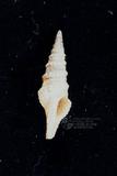 乳帶玉米捲管螺（標編號本：FRIM00486）學名：Compsodrillia mammillata
