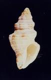 黑紋塔旋螺（標編號本：FRIM00492）學名：Latirulus turritus