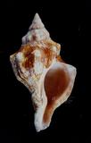 角赤旋螺（標編號本：FRIM00495）學名：Pleuroploca trapezium