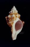 角赤旋螺（標編號本：FRIM00496）學名：Pleuroploca trapezium