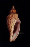 哈蜜渦螺（標編號本：FRIM00503）學名：Fulgoraria hamillei